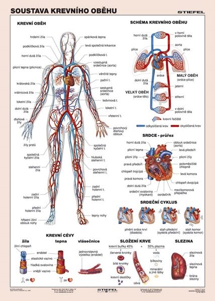 Soustava krevního oběhu - tabulka A4
