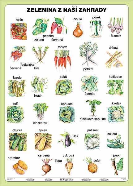 Zelenina z naší zahrady- tabulka A5